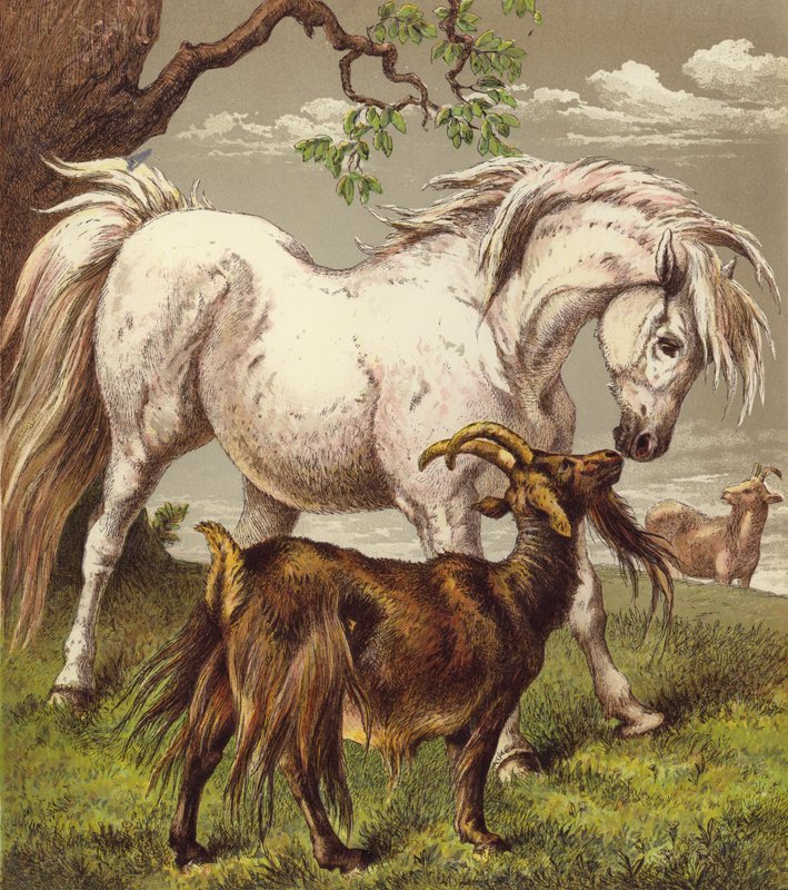 Ponny och getter (färg litho) av English School