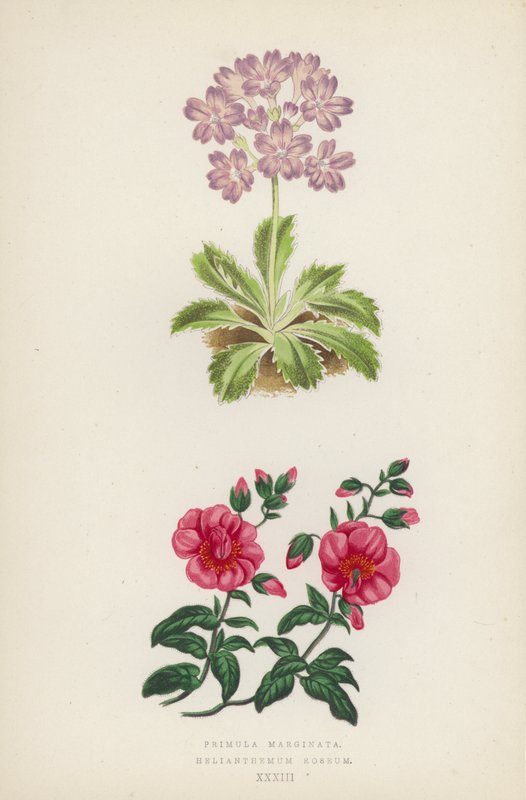 Primula Marginata; Helianthemum Roseum (färg litho) av English School