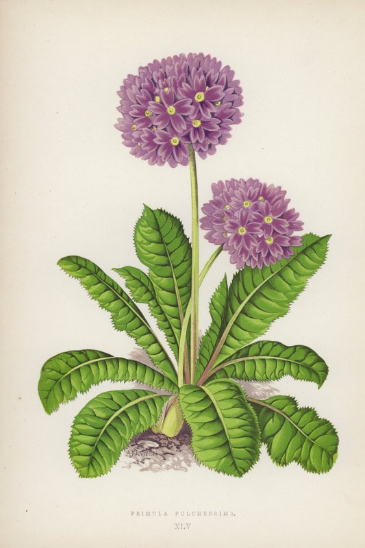Den vackraste primula (färg litho) av English School
