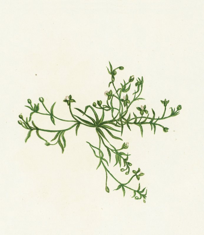 Procumbent Pearl-Wort, Sagina Procumbens av English School