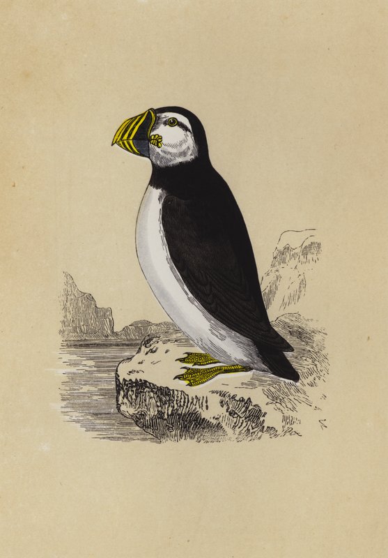 Puffin (färglitografi) av English School