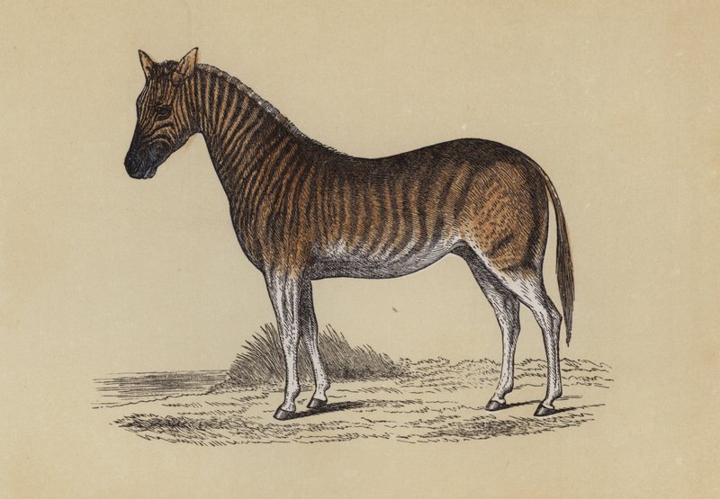 Quagga (färg litho) av English School