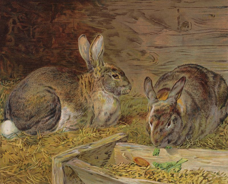 Kaniner i en lada (färg litho) av English School