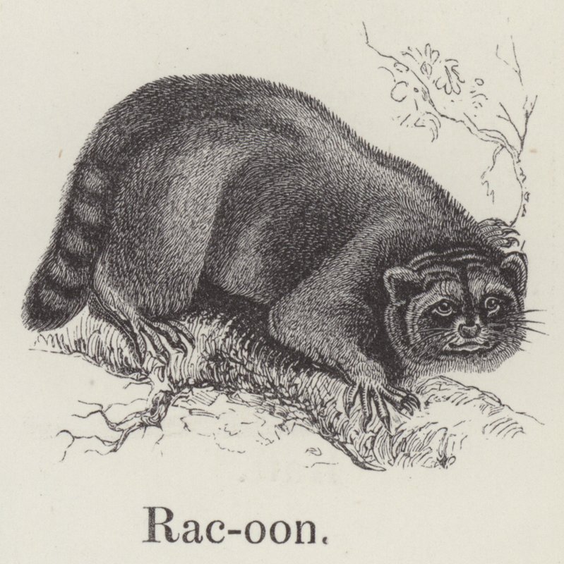 Racoon (gravyr) av English School