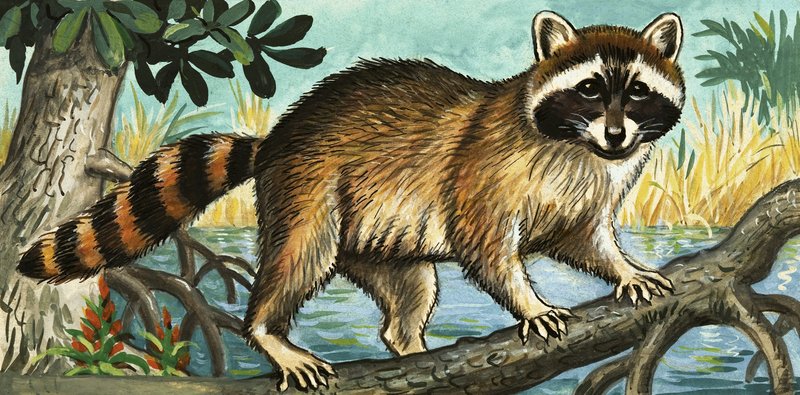 Racoon av English School