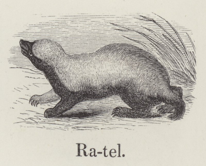Ratel (gravyr) av English School