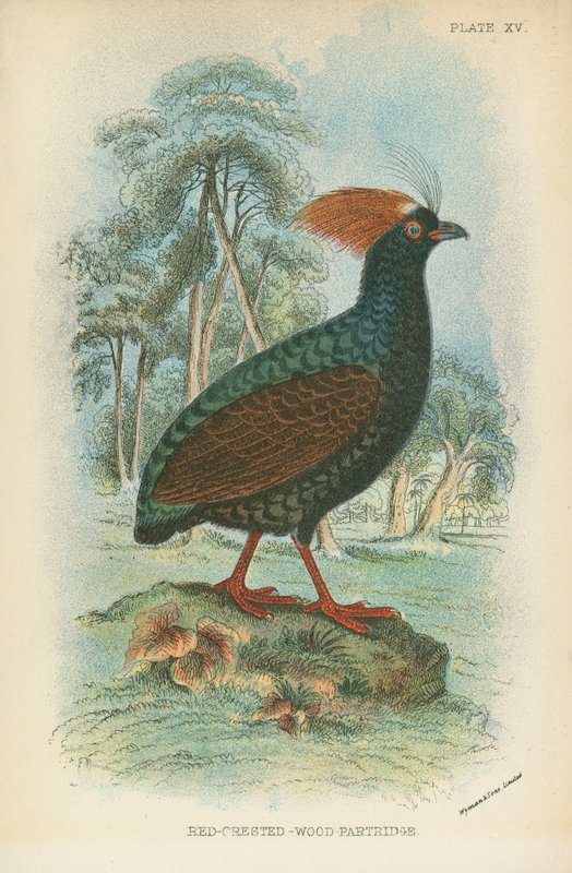 Röd-Crested-Wood-Partridge av English School