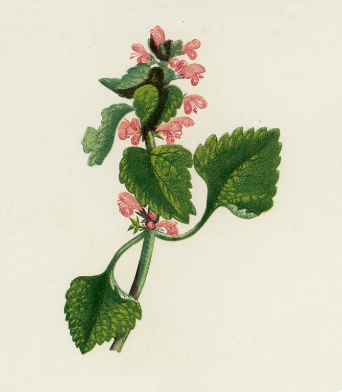 Röd död nässla, Lamium Purpureum (färglitografi) av English School