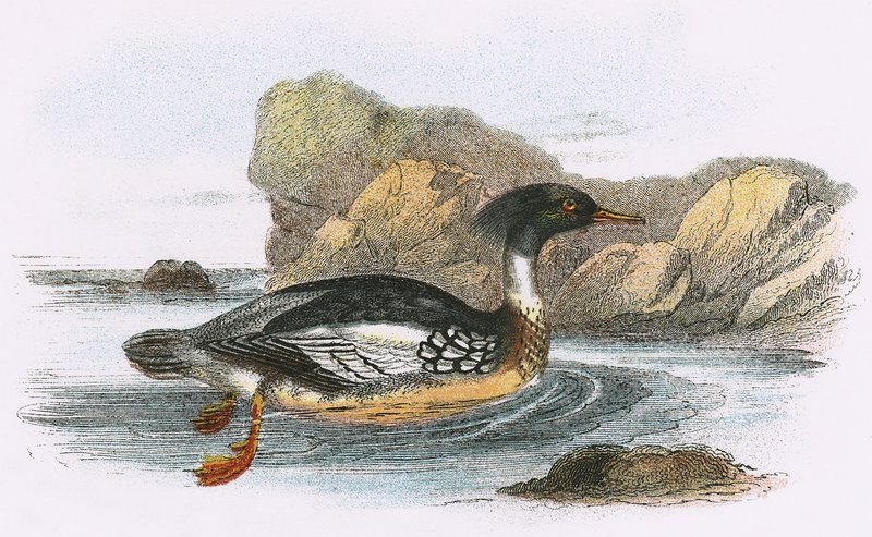 Rödbröstad Merganser av English School