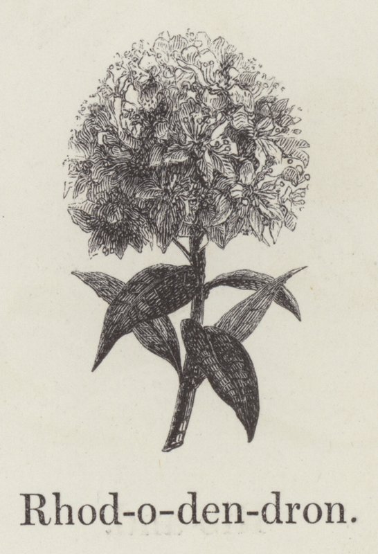 Rhododendron (gravyr) av English School