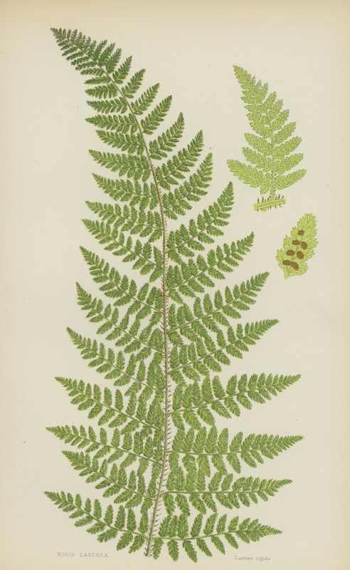 Rigid Lastrea (färg litho) av English School