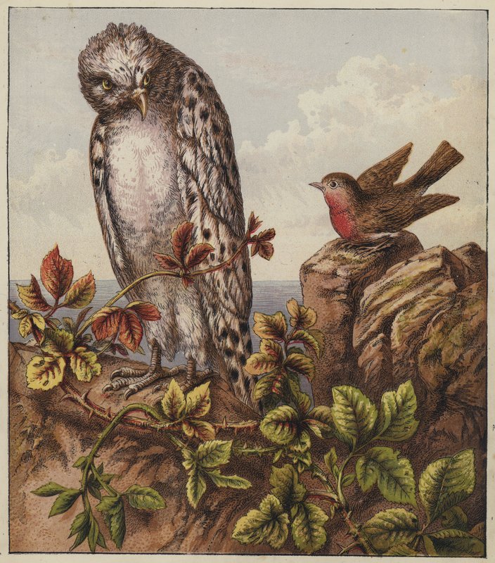 Robins julsång (färglitografi) av English School