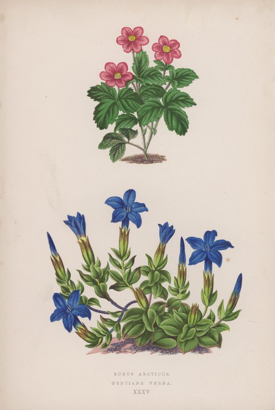 Rubus Arcticus; Gentiana Verna (färg litho) av English School