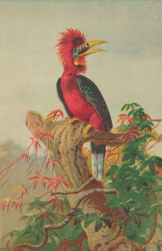 Rödhalsad näshornsfågel (Buceros nipalensis) av English School
