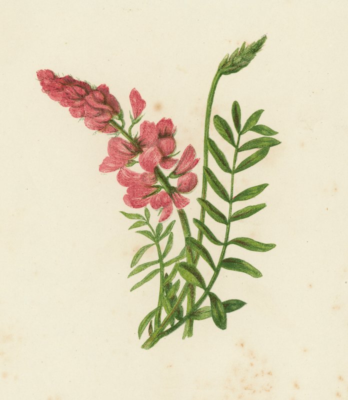 Scientifin, Onobrychis sativa (Color litho) av English School