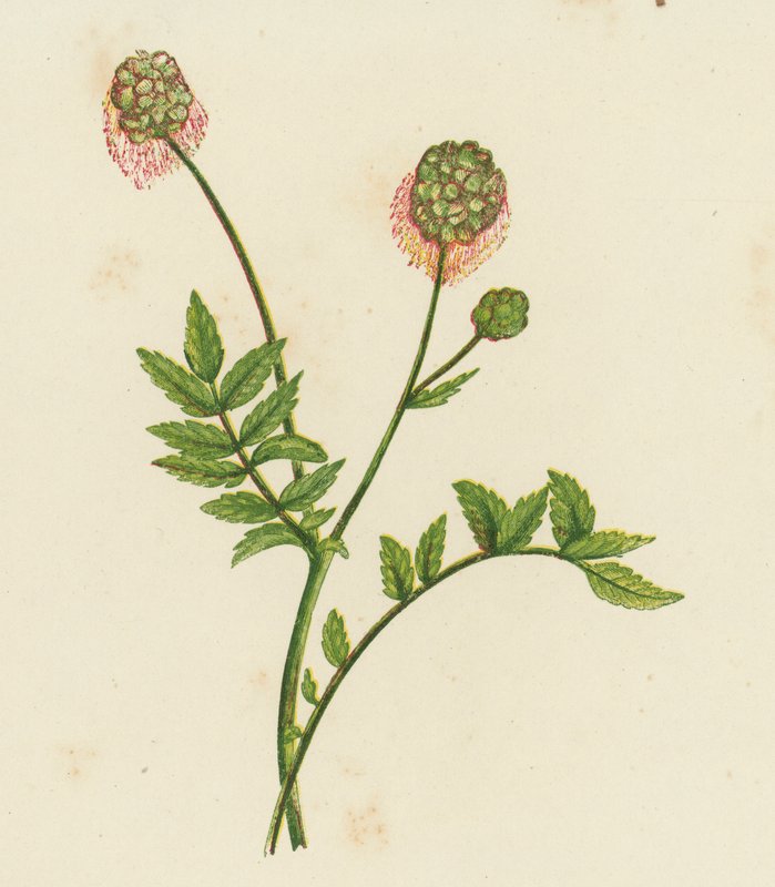 Sallad Burnet, Poterium Sanguisorba (färg litho) av English School