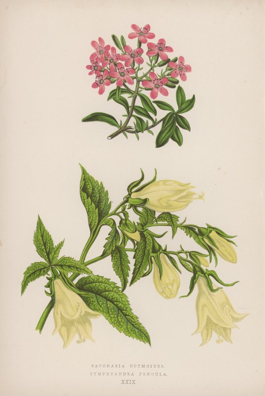 Saponaria Ocymoides; Symphyandra Pendula (färg litho) av English School