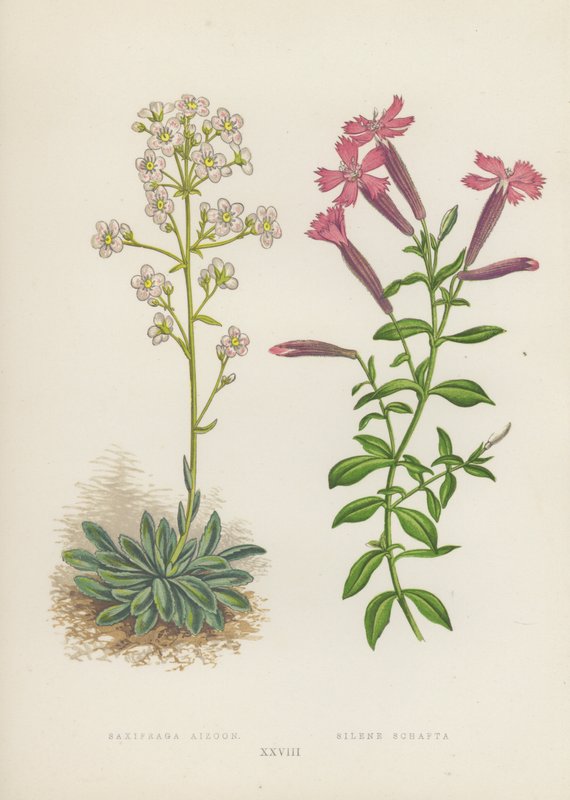 Saxifraga Aizoon; Silene Schafta (färglitografi) av English School