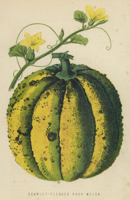 Scarlet-kött rockmelon av English School