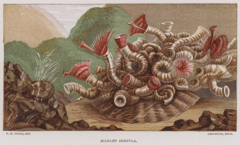 Scarlet Serpula (färg litho) av English School