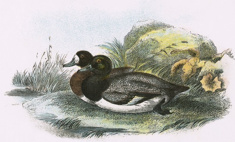 Scaup Duck av English School