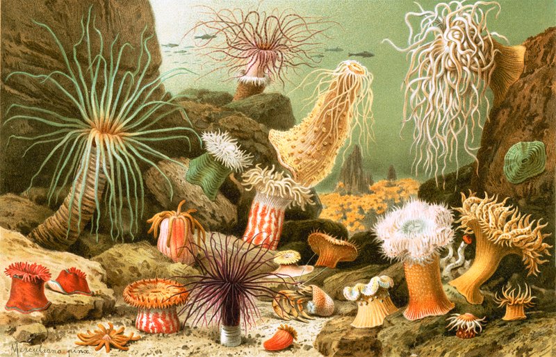 Søanemoned av English School