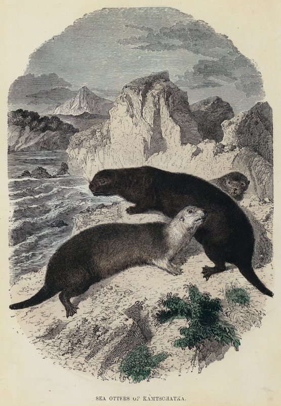 Sea Otters of Kamtschatka (färgad gravyr) av English School