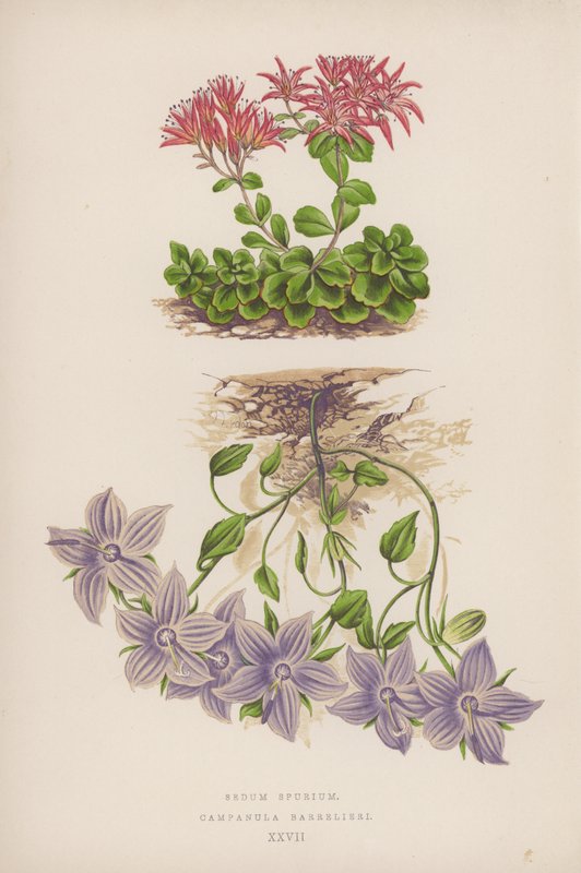 Sedum Spurium; Campanula Barrelieri (färglitografi) av English School