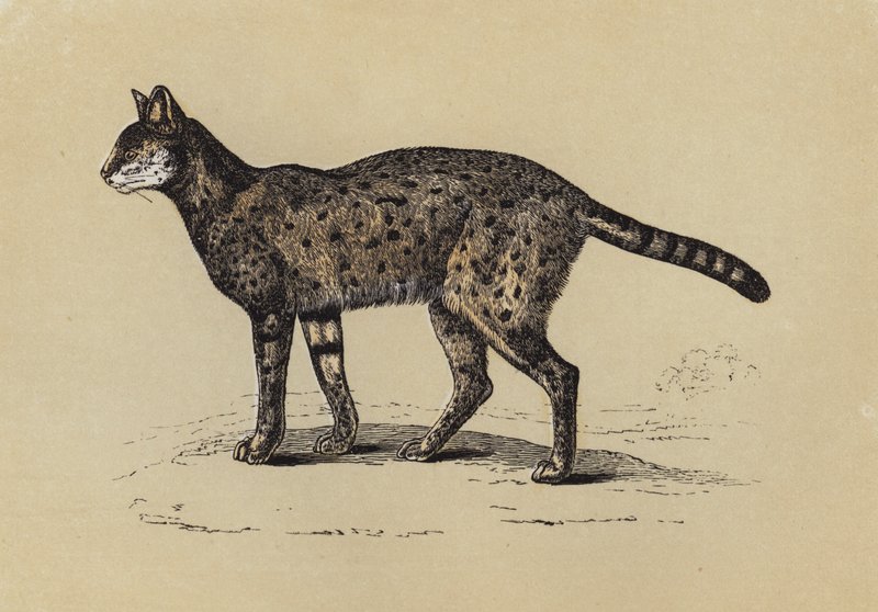 Serval (färglitografi) av English School