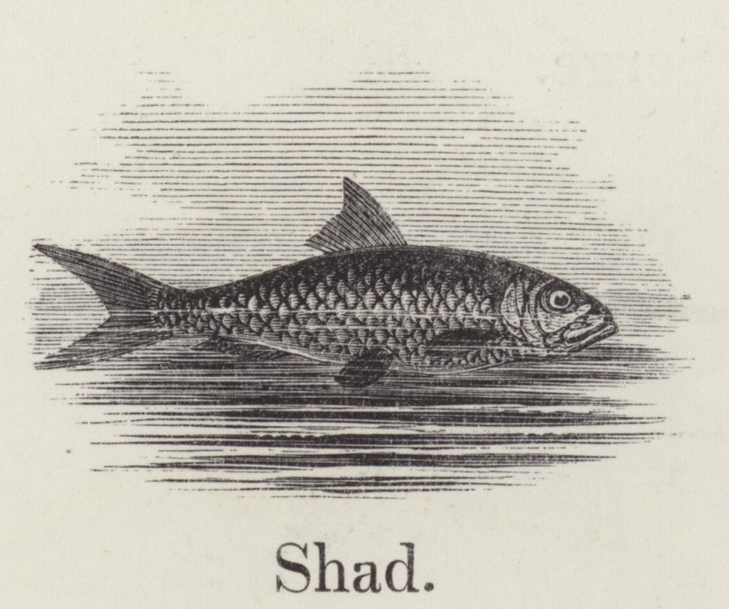 Shad (gravyr) av English School