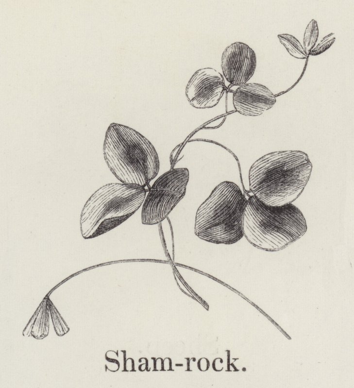 Shamrock (gravyr) av English School