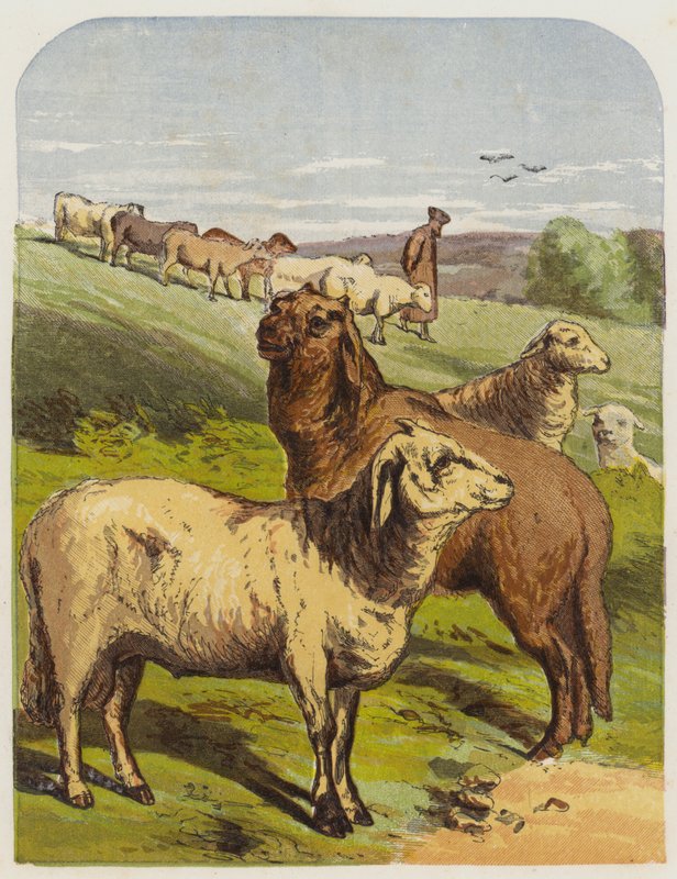 Får (chromolitho) av English School