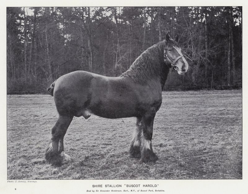 Shire Stallion "Buscot Harold" (litho) av English School