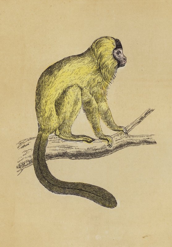 Silky Tamarin (färglitografi) av English School
