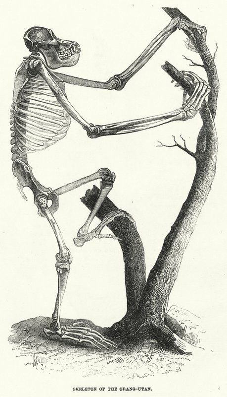Orang-Utans skelett (gravyr) av English School