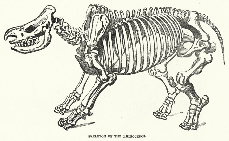 Rhinoceros skelett (gravyr) av English School