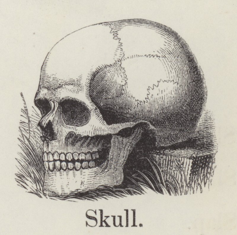 Skalle (gravyr) av English School