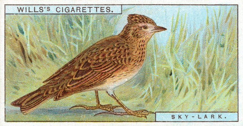 Sky-Lark av English School