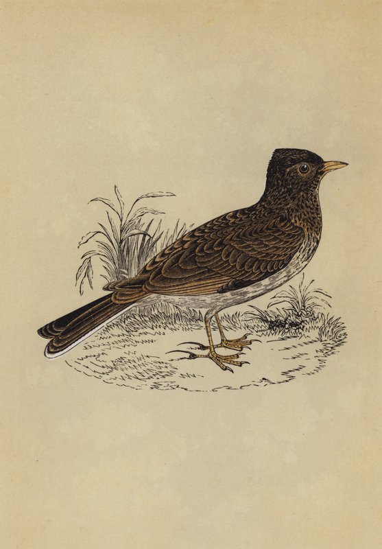 Skylark (färg litho) av English School