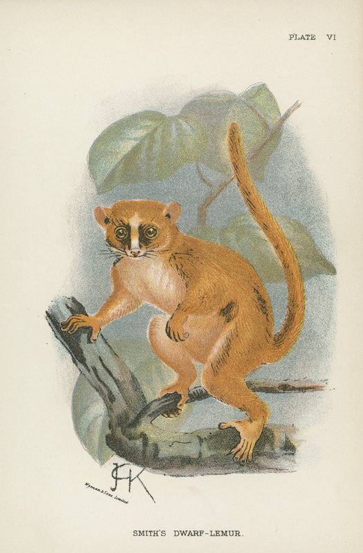 Smiths dvärg-lemur av English School