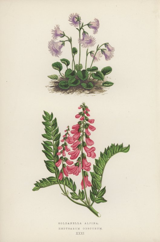 Soldanella Alpina; Hedysarum Obscurum (färglitografi) av English School