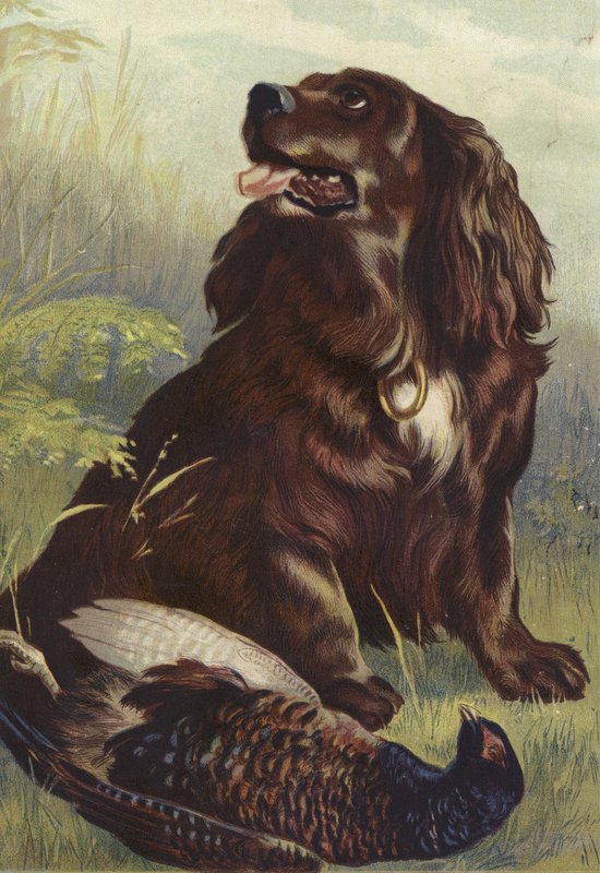 Spaniel och fasan av English School