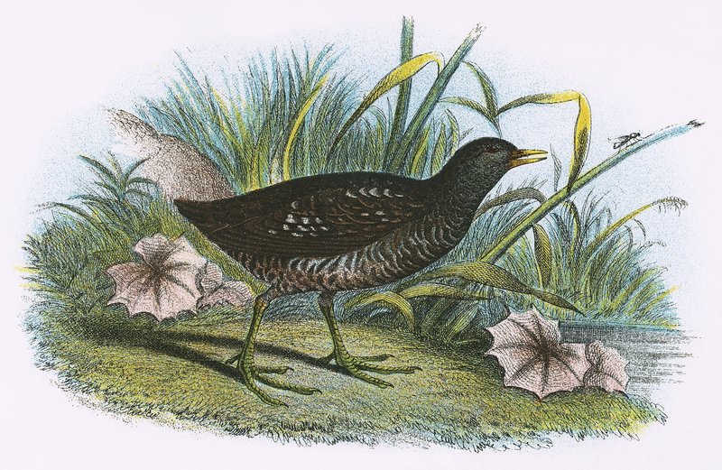 Fläckig Crake av English School