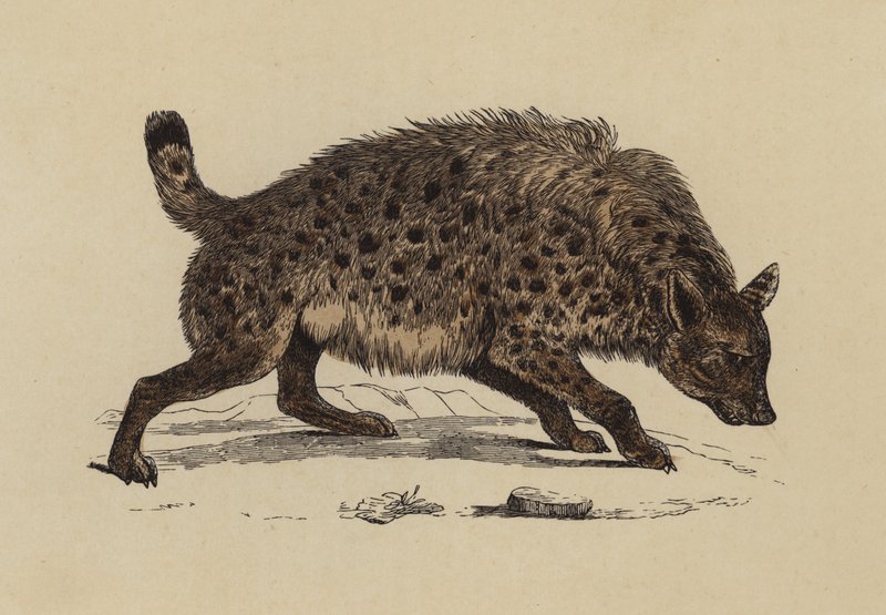 Fläckig Hyaena (färglitografi) av English School