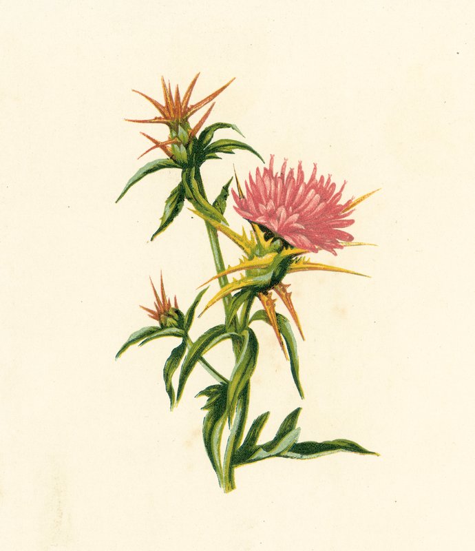 Stjärntistel, Centaurea Calcitrapa (färglitografi) av English School