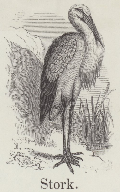 Stork (gravyr) av English School