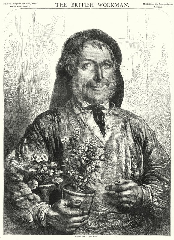 Historien om en blomma (gravyr) av English School