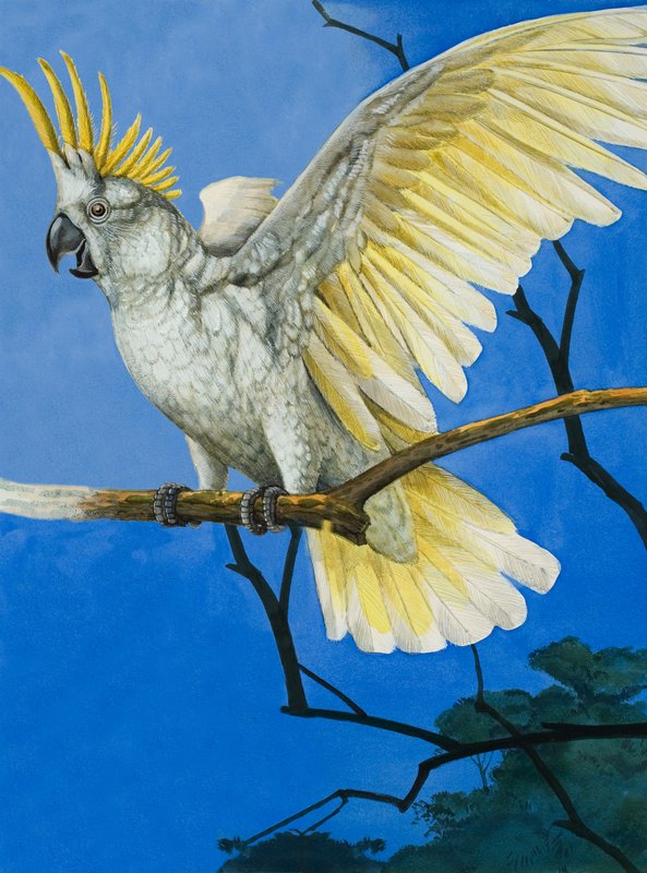 Sulphur-Crested Cockatoos Web av English School