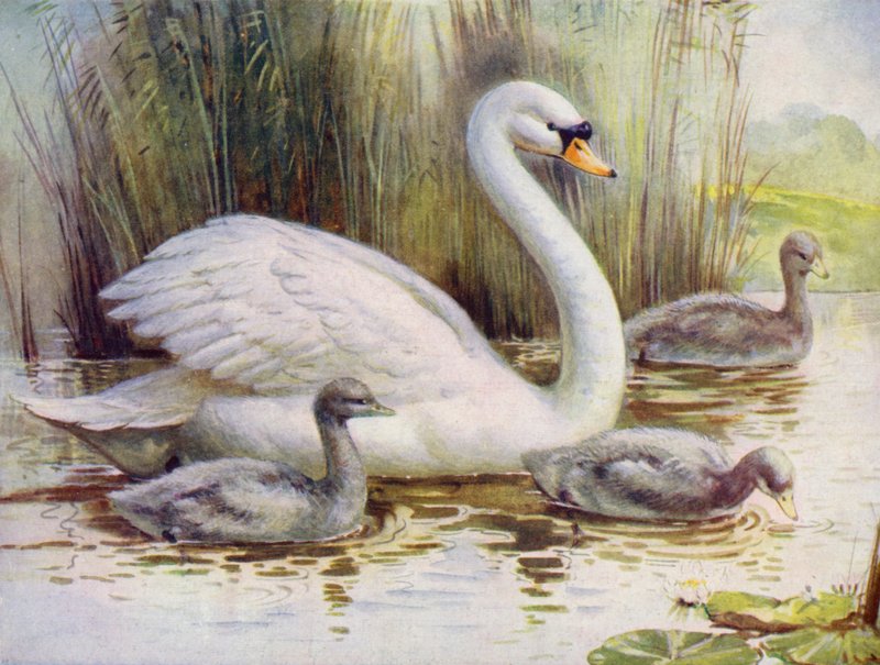 Svan och cygnets (färg litho) av English School