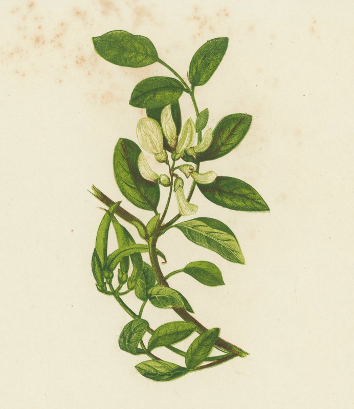 Söt mjölkvicker, Astragalus glyciphyllus (färglitografi) av English School